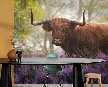 Schotse Hooglander met Paarse Heide Ostatnia szansa