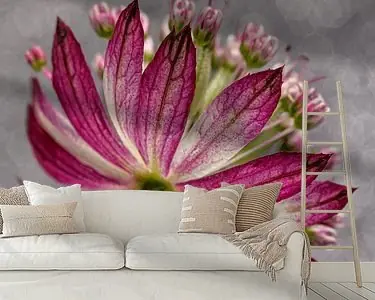 Zeeuws knoopje met grijstinten op de achtergrond Kup teraz