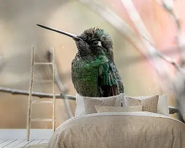 Najlepsza cena Fluistering van Veren Intieme Kolibrie vogel Momenten
