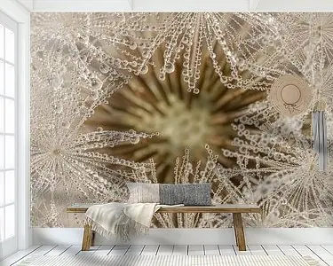 Najlepsza cena Landelijk rustig tafereel: De druppels opgevangen door de pluisjes van de Paardenbloem