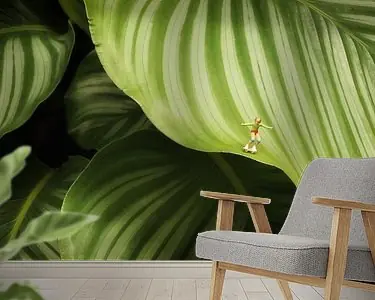 Darmowa dostawa Calathea Orbifolia