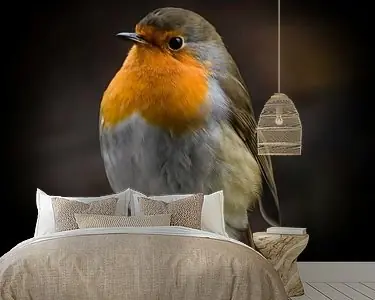 Zwrot pieniędzy Roodborstje