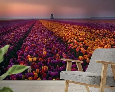 Kleurrijk Nederlands tulpenlandschap bij zonsondergang Najlepsza cena