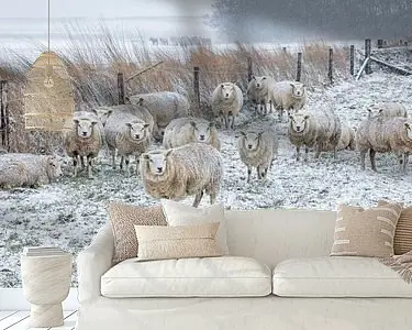Schapen in de sneeuw. Ekspresowa dostawa