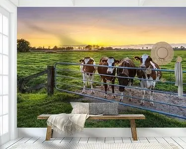 Nieuwsgierige koeien, Marsum (Gr.) Autentyczny