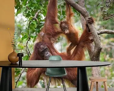 Borneose Oran-oetan (Pongo pygmaeus) moeder en kind hangend aan een boomtak Promocja