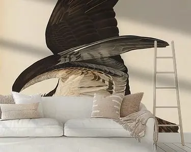 Visarend - Teylers Edition -Birds of America, John James Audubon Wyprzedaż