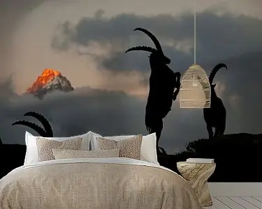 Steenbokken in Chamonix Zwrot pieniędzy