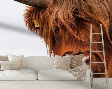 Portret Schotse Hooglander 2 Rabat