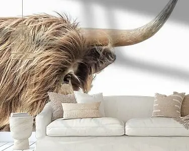 Portret Schotse Hooglander Tani