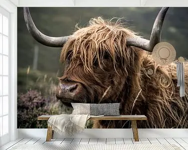 Schotse Hooglander | Schotland | Fotoprint Wysoka jakość