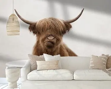 Kup teraz Grappige Schotse Hooglander