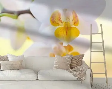 Promocja Witte Orchidee