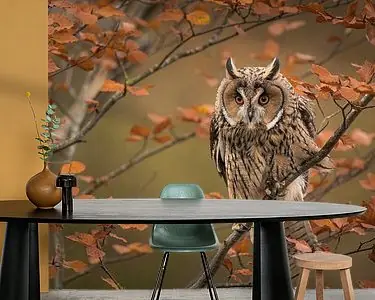 Ransuil in herfst Popularny