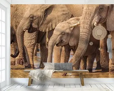 Niska cena Kudde Afrikaanse Olifanten bij drinkpoel