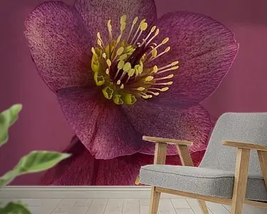 Oferta Rust en eenvoud: Stilleven met bloemen: de Helleborus