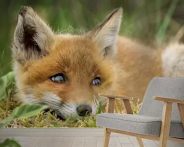 schattig jong vosje Najlepsza cena