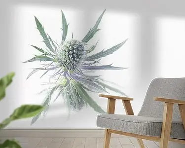 Eyecatcher: Zacht maar prikkelbaar, eenvoud en rust: Een distel Zamów teraz