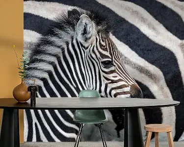 Zebraveulen (Equus burchellii) staand naast de moeder, Sabi Sands Game Reserve, Mpumalanga, Zuid-Afr Nowość