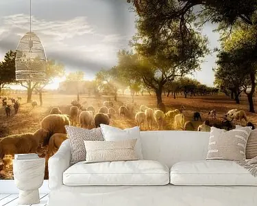 Zwrot pieniędzy Olijfveld met een kudde schapen in Mallorca