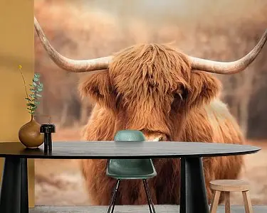 Schotse Hooglander Rabat