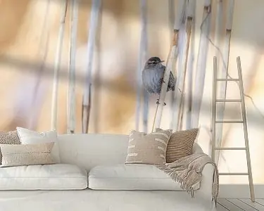 kleine gast in het riet Oferta