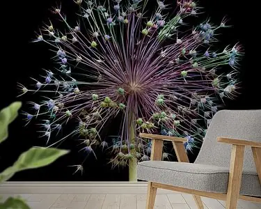 Allium fireworks! Oferta