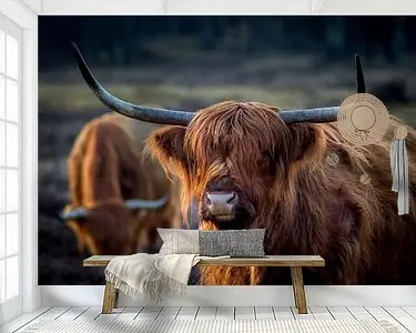 Ekspresowa dostawa Schotse Hooglander bij avondlicht. Gouden uur.