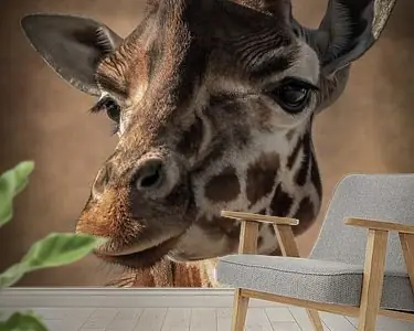 Giraffe: portret van een mooie giraffe in bruin Promocja