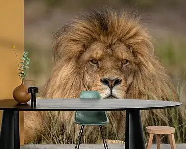 Volwassen mannetjes Leeuw (Panthera leo) rustend in het gras Oferta limitowana