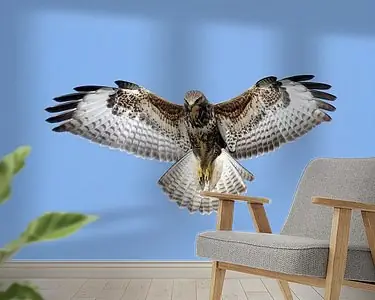 Zwrot pieniędzy Biddende Buizerd (Buteo buteo)