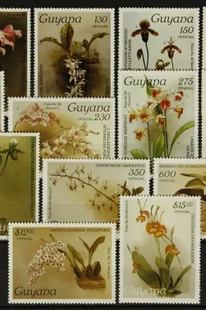 Zwrot pieniędzy Guyana Michel Dienst 51-63