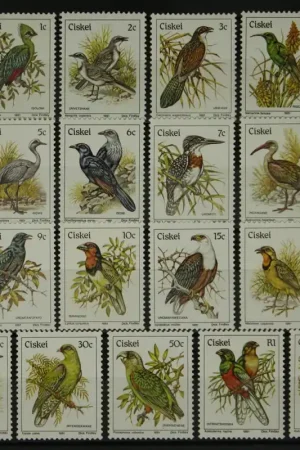 Najlepsza cena Ciskei Michel 5-21 y