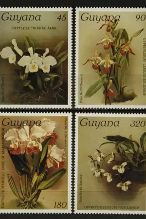 Wysoka jakość Guyana Michel 1617-1624