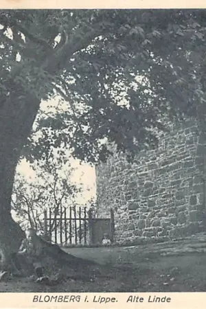 Oryginalny Duitsland Blomberg i. Lippe Alte linde Burgor Burghof Kasteel Deutschland Europa HC58366