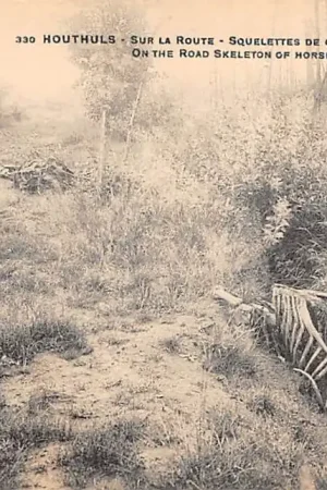 Oferta België Houthulst Paarden skeletten op de weg On the road Skeleton of horses 1914-1918 WO1 Diksmuide Vlaanderen Europa HC58221
