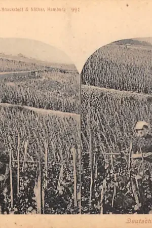 Bezpieczna płatność Duitsland In den Weinbergen am Rhein Stereokaart 1900 Deutschland Europa HC57013