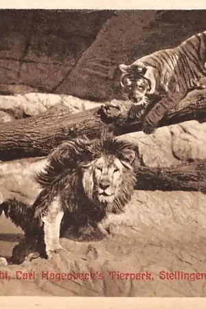 Duitsland Hamburg Raubtierschlucht Carl Hagenbeck's Tierpark Stellingen Leeuw en tijger Dierentuin Zoo Deutschland Europa HC56650 Premium