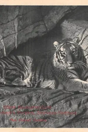 Duitsland Stellingen - Hamburg Carl Hagenbeck's Tierpark Offene Raubtierschlucht Tijgers Dierentuin Zoo Deutschland Europa HC56741 Popularny