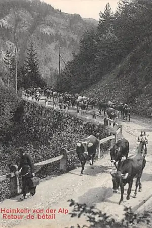 Zwrot pieniędzy Zwitserland Heimkehr von der Alp Retour de betail Terugkeer kudde koeien van de berg Schweiz Suisse Switzerland Europa HC54954