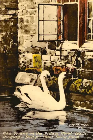 Engeland Wells The Swans on the Palace Moat ringing a Bell for their daily food Somerset England Europa HC52541 Tani