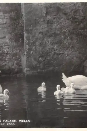 Najlepsza cena Engeland Wells An old custom at the bishop's Palace The Swans ringing for their daily food Somerset England Europa HC52540