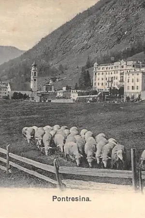Zwrot pieniędzy Zwitserland Pontresina Kudde schapen Schweiz Switzerland Europa HC51345
