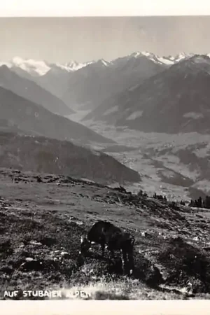 Oostenrijk Blick v. Patscherkofel auf Stubaier Alpen Österreich Austria Europa HC51167 Oryginalny
