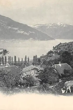 Oryginalny Zwitserland Spiez Gruss aus 1900 Koeien Schweiz Suisse Switzerland Europa HC49223