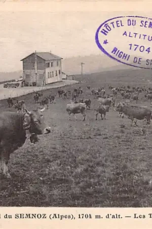Bezpieczna płatność Frankrijk L' Hotel du Semnoz (Alpes) Righi de Savoie Les Troupeaux Koeien in de wei France Europa HC49209