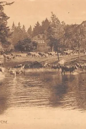 Duitsland Scenerie an der Tanzbuche Friedrichroda Thüringen Boerderij Koeien in de wei en het water 1900 Deutschland Europa HC49066 Popularny
