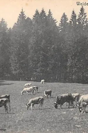 Duitsland Bad Tabarz i. Thüringen Weidende Kuhe bei Tabarz Koeien in de wei 1906 Deutschland Europa HC49064 Popularny