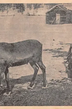 Tani Finland Muonio Pallastunturi 1948 Rendier Suomi Europa HC48709