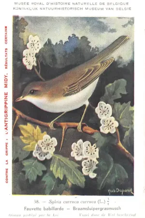 Ostatnia szansa België Sylvia Curruca CurrucaBraamsluipersgrasmusch Vogels Illustrator Hub Dupond Reclame l'Antigrippine Midy Europa HC47579